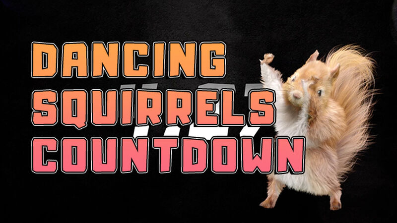 Dancing Squirrels 5-Minute Countdown